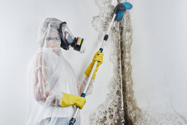 Best DIY Mold Remediation Support Services in Redwood Falls, MN