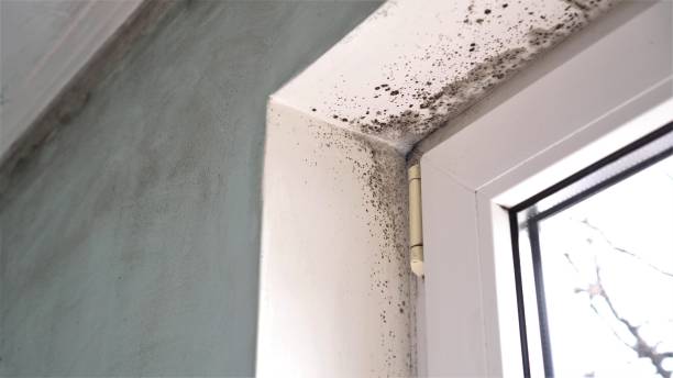 Best Basement Mold Remediation in Redwood Falls, MN