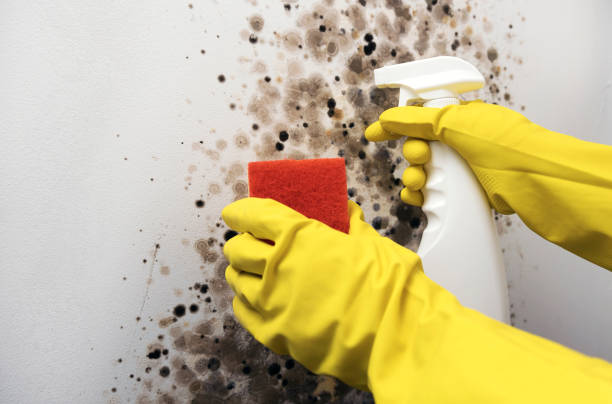 Best Mold Testing and Inspection Services in Redwood Falls, MN