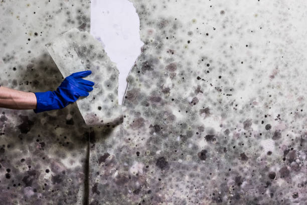 Best Post-Flood Mold Remediation in Redwood Falls, MN
