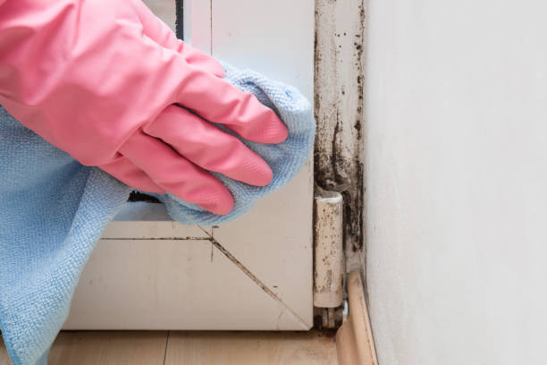 Best Commercial Mold Remediation in Redwood Falls, MN